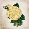 BLUE404 - Vintage Cream Rose - 12x12 For Sale