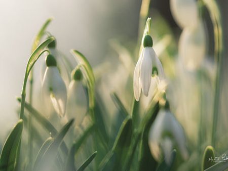 MPP597 - Snowdrops - 18x12 Hot on Sale