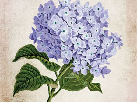 BLUE399 - Vintage Lilac - 12x12 Discount