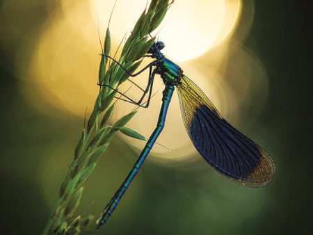 MPP588 - Damselfly in Backlight - 12x12 on Sale