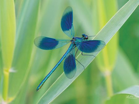 MPP594 - Damselfly in Blue - 18x12 Online